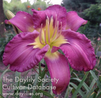 Daylily Lavender Feathers